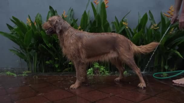 犬がゆっくりとした動きで水を振るように横から撃ちます 庭のゴールデンレトリーバーが緑色の背景を背景に お風呂の後に水から揺れ出します スローモーションで面白い犬が揺れる — ストック動画
