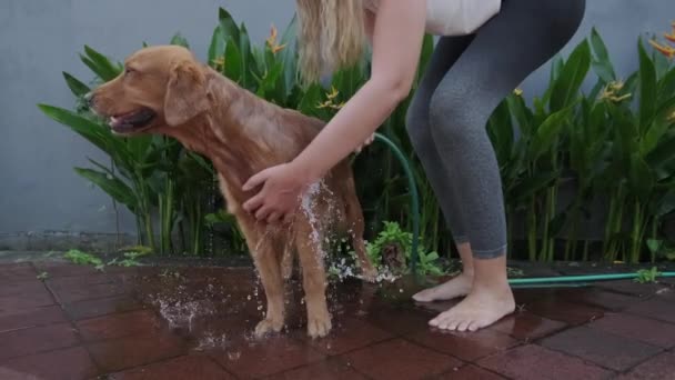 Vista Frontal Raça Cão Golden Retriever Lavagem Uma Jovem Mulher — Vídeo de Stock