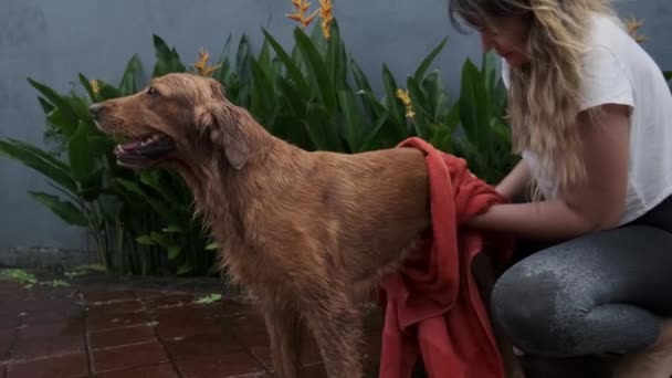 一位年轻妇女在院子里给她的狗洗澡后 用红色毛巾擦拭她的狗 宠物狗 金毛猎犬品种 狗洗澡后被擦拭的滑稽脸 — 图库视频影像