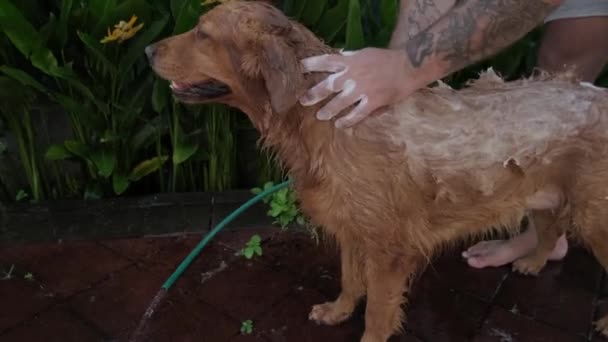 Close Man Washing His Golden Retriever Dog Frame Male Hands — Stock Video