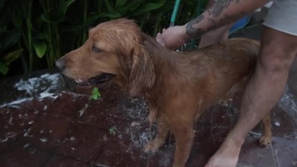 Golden Retriever Köpeğine Ilgi Göster Sahibi Bahçede Köpeğini Yıkıyor Hortumdan — Stok video