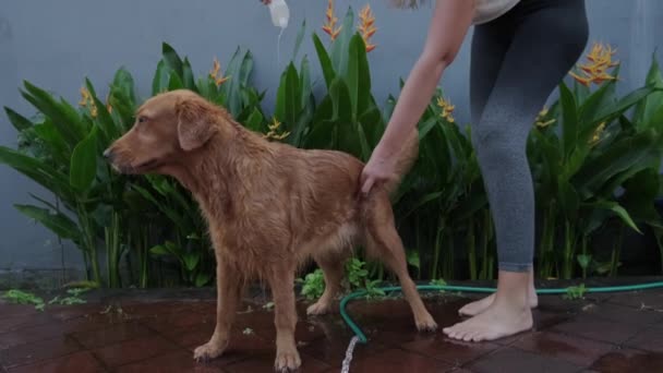 Μια Νεαρή Γυναίκα Χύνει Σαμπουάν Ένα Σκύλο Σαμπουάν Σκυλιών Ένα — Αρχείο Βίντεο