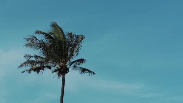 Naturalne Tło Wysoka Samotna Palma Tle Błękitnego Nieba Chmur Wiatr — Wideo stockowe