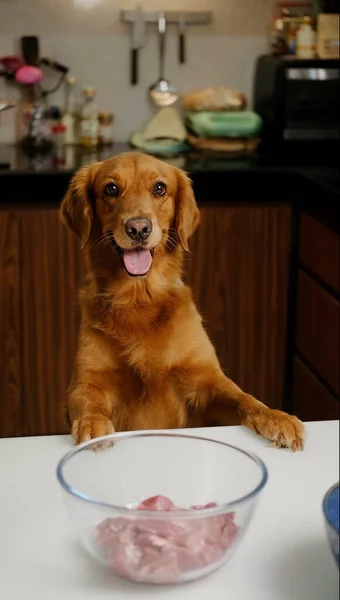 ゴールデンレトリーバー犬の垂直写真は テーブルの上にフロントポーズを置いてカメラを見ている 犬は一枚の肉を食べ始めました 犬の前にテーブルに置かれた肉のボウル — ストック写真