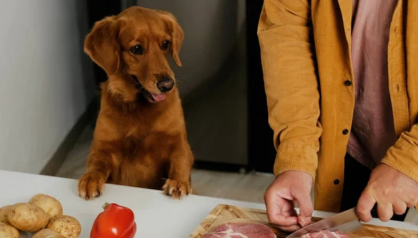Golden Retriever cinsinden bir köpek ön pençeleri masada duruyor. Köpek maması konsepti, köpekler için çiğ yemek. Köpek et yiyor..