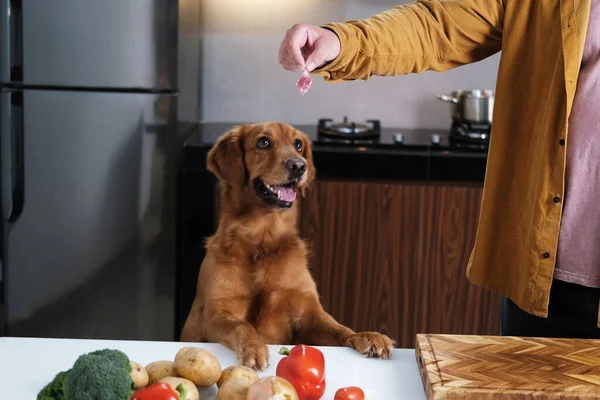 Golden Retriever Cinsinden Bir Köpek Mutfak Masasında Pençeleri Ile Durur — Stok fotoğraf