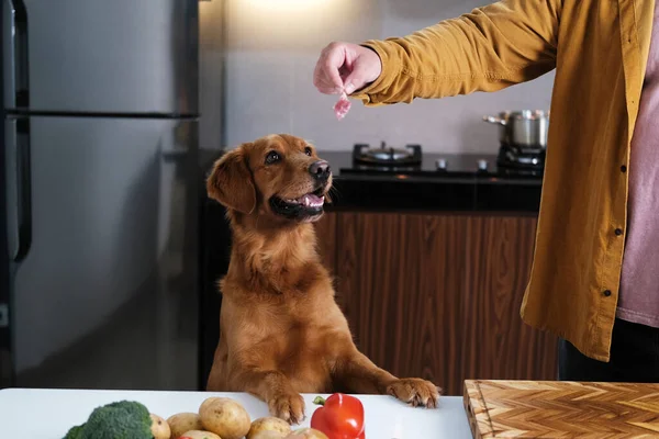 犬は飼い主がキッチンで食べ物を準備するのを助けます ゴールデンレトリーバーがテーブルの上に立っている 飼い主は犬に肉を与え 犬は肉を見ている キッチンで面白い犬 — ストック写真