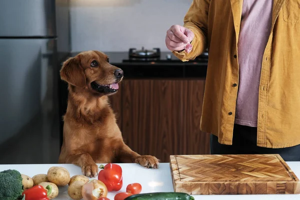 Raw food for dogs, proper nutrition for your pets. A Golden Retriever dog looks at a piece of meat that its owner gives it. Happy and well-fed dog at home in the kitchen.