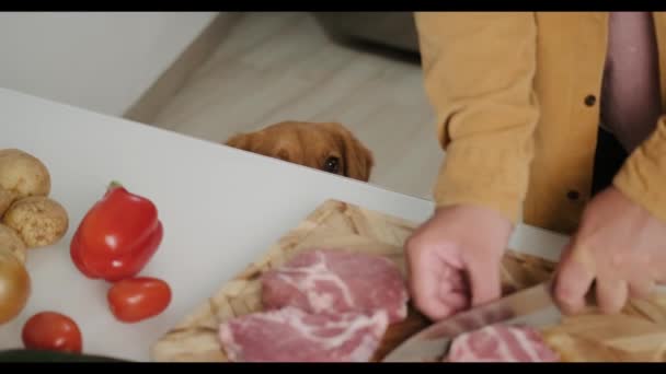 ゴールデンレトリーバー犬に餌を与える その犬は生肉を乞う 飼い主は犬と一緒にキッチンで食べ物を用意しています キッチンでの飼い主と犬の関係 永遠に友人 — ストック動画