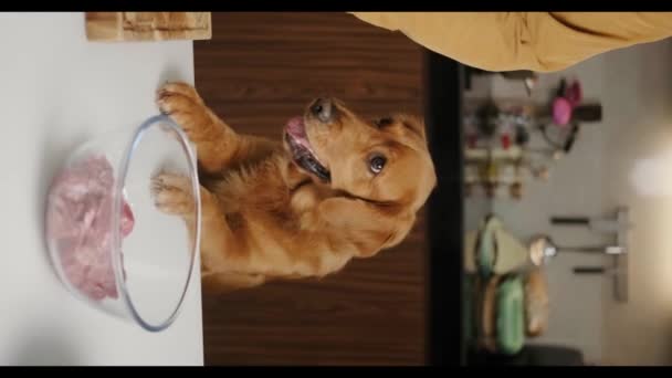 Вертикальное Видео Собаки Золотого Ретривера Стоящей Передними Лапами Столе Внимательно — стоковое видео