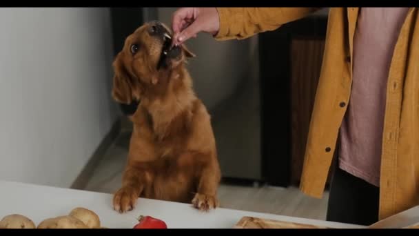 ゴールデンレトリーバーの犬は テーブルの上の前足で立っています 犬の飼い主は彼女に肉をあげている 犬のフードコンセプト 犬のための生の食べ物 犬は肉を食べて唇をライセンスする — ストック動画