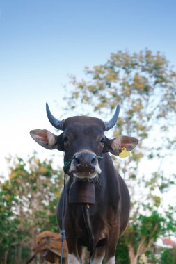 Tepeden tırnağa, kırsalda otlayan ve saman yiyen siyah bir boğanın portresi. Gökyüzü ve ağaçların arka planına karşı bir boğanın yüzü. Tarım faaliyetleri ve sığır yetiştiriciliği.