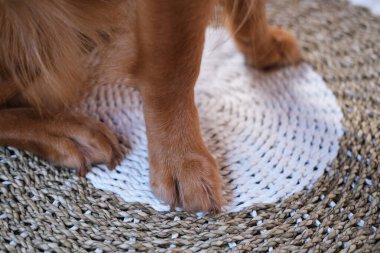 Golden Retriever cinsinden bir köpeğin pençelerine yakın çekim. Bir tımarcı tarafından kesilmiş tırnaklar ve kürkler. Köpek patilerine bakıyorum. Klinikteki bir veterinerle randevu. Evcil hayvanlara bakıyorum..