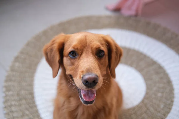 Portrait of dog patiently waits for a command from its owner. Vertical video of a golden retriever, looking at the camera and sitting on the floor. Teaching dogs new commands, pet store and veterinary