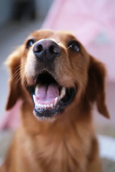Bir köpeğin ağzı açık kameraya baktığı dikey bir fotoğraf. Evcil hayvan dükkanı ya da veteriner kliniği için Golden Retriever 'lı bir pankart. Mutlu ve dost canlısı bir köpek. Reklam maskotu..