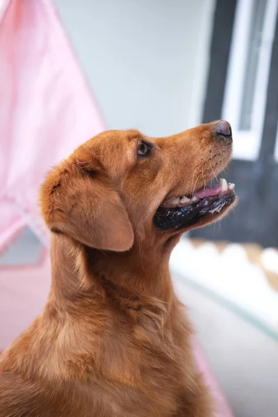 Portrait of a dog from the side with its mouth open. Cute golden retriever dog sits and looks up. A beautiful and funny dog. Veterinary clinic and pet store for pets.