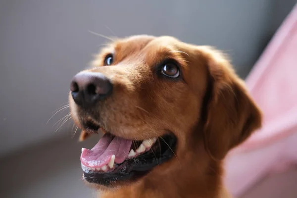 ゴールデンレトリーバーの犬のマズルの横のクローズアップ肖像画は 開いた口で繁殖し 彼は側を見ます かわいい フレンドリーな犬 獣医クリニックやペットショップのためのマスコット — ストック写真