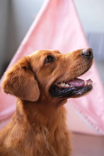 ゴールデンレトリーバーの犬の顔の側面のビュー 犬は口を開いて見つめている 従順な犬は コマンドを知っており トレーナーと一緒に働いています 広告バナー — ストック写真