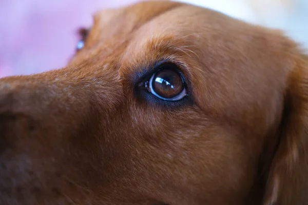 Close-up view of the eye of a dog of the Golden Retriever breed. Dog eye care, eye cleaning, animal medical services. Veterinary clinics and grooming salons for dogs.
