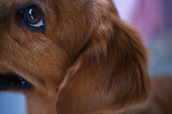 Close-up of a golden retriever dogs ear. Care and cleaning of ears and regular grooming visits. Dog medicine, veterinary clinics and pet care. Ear problems in dogs.