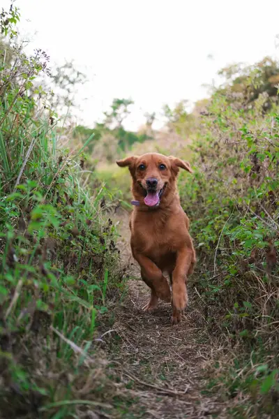 Cão Engraçado Corre Com Língua Pendurada Caminhando Cão Jogos Divertidos — Fotografia de Stock