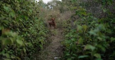 Komik bir köpek dili dışarıda kameraya doğru koşuyor. Komik yüzlü bir golden retriever köpeği orman yolunda ağır çekimde koşuyor. Köpeği parkta ve doğada dolaştırmak..