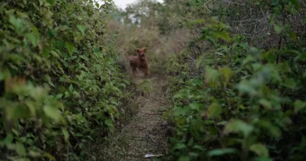 Śmieszny Pies Biegnie Stronę Kamery Wywieszonym Językiem Pies Golden Retriever — Wideo stockowe