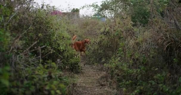 ゴールデンレトリーバー犬が森に向かってカメラに向かう道を走ります 犬は舌が吊り下げられ ひどく呼吸する散歩のために走ります 公園での長い散歩の後に疲れた — ストック動画