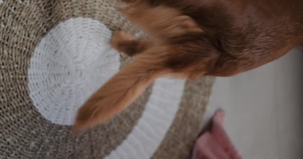 Вертикальное Видео Собака Золотого Ретривера Виляет Хвостом Счастливая Собака Виляет — стоковое видео