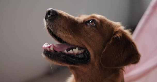 ゴールデンレトリーバーの犬の横のビデオ側の肖像画 犬は舌が吊り下げられ 重く呼吸し カメラに向かって回っている おかしい犬とペット ドッグケア マスコット — ストック動画