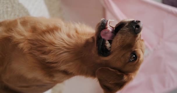 Vertikal Video Porträtt Lydig Hund Golden Retriever Rasen Hunden Sitter — Stockvideo