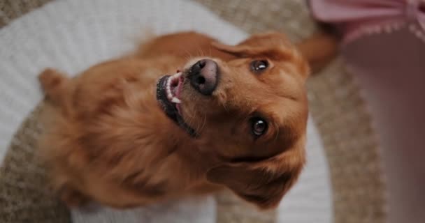 Portret Psa Cierpliwie Czeka Polecenie Właściciela Pionowe Wideo Golden Retrievera — Wideo stockowe