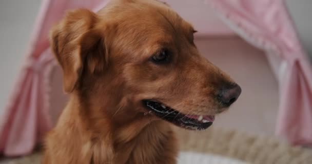 犬はカメラを驚かせて頭を回した 面白い犬は驚き 周りを探しています かわいいと面白いペット ピュレブレッド ゴールデンレトリーバー — ストック動画