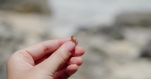 Κοντινό Πλάνο Ενός Μικροσκοπικού Καβουριού Ερημίτη Που Κρατιέται Στο Χέρι — Αρχείο Βίντεο