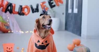 Cadılar Bayramı için pelerin ve cadı şapkası takan Golden Retriever köpeği. Cadılar Bayramı partisi için kostüm giymiş bir köpek. Cadılar Bayramı için komik köpekler, 31 Ekim bayramı, sonbahar tatili. Şaka mı şeker mi?.
