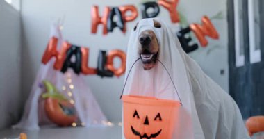 Hayalet gibi giyinmiş bir cadılar bayramı köpeği dişlerinde şeker için balkabağı şeklinde bir sepet tutar. Köpekler ve evcil hayvanlar için komik Cadılar Bayramı kostümleri. Bir köpekle eğlenceli bir Cadılar Bayramı kavramı.