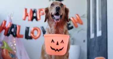 Dişinde Cadılar Bayramı kovası tutan Golden Retriever köpeğinin portresi. Tatlı köpek Cadılar Bayramı 'nda şeker arıyor, sonbahar hasat festivalinde. Cadılar Bayramı 'nı evcil hayvanlarla kutluyoruz.