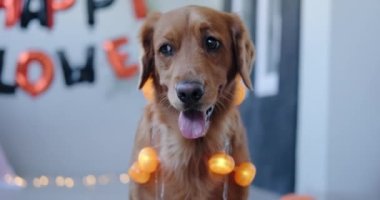 Cadılar Bayramı 'nı kutlamaya hazırlanan Golden Retriever köpeğinin portresi. Azizler Günü arifesinde hasat festivali. Bir köpek cadılar bayramını dekorasyonların önünde kutluyor..