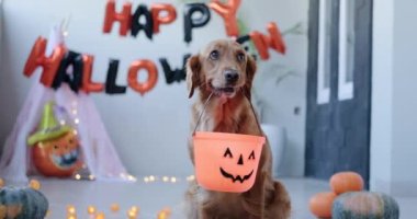 Köpek şeker için kabak şeklinde bir sepet tutuyor. Cadılar bayramını kutlamak için yalvarıyorlar. Sonbahar geleneksel hasat festivali. Şaka mı şeker mi?.