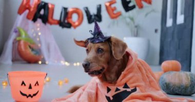 Cadılar Bayramı kostümlü komik bir köpek dekorasyonların arka planında yatar. Balkabakları ve Mutlu Cadılar Bayramı 'nın arkaplanındaki yazı. Ana sonbahar hasat festivalini kutluyoruz..
