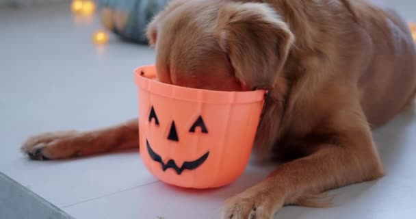 Празднование Хэллоуина Собакой Золотистая Собака Ретривер Кладёт Своё Лицо Корзину — стоковое видео