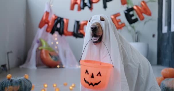 ハロウィーンの幽霊として白いシートを着たゴールデンレトリーバー犬 ハロウィーンを抱えている犬は ゴーストコスチュームを着て口の中のバケツを扱う トリックまたはトリート — ストック動画