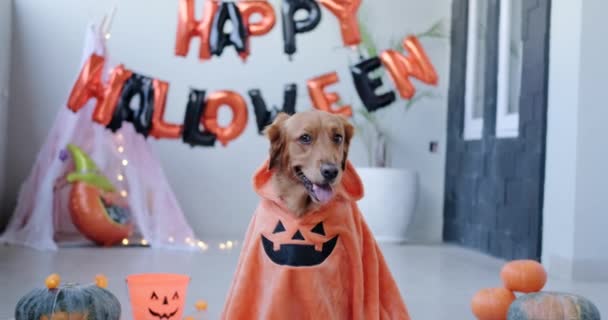 Cão Halloween Mascarado Abóbora Cão Raça Golden Retriever Senta Fundo — Vídeo de Stock