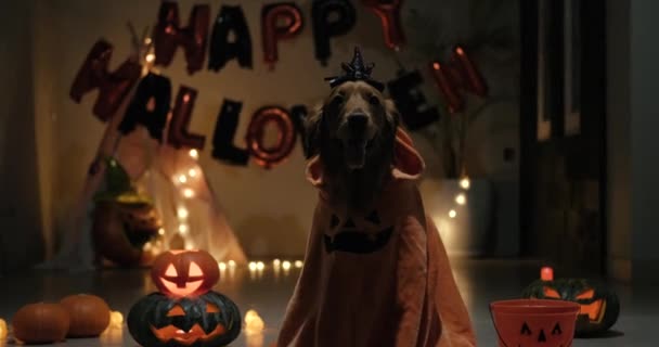 ろうそくと彫刻された怖いカボチャによって照らされたカボチャの衣装のハロウィン犬 キャンドル付きの部屋の暗い雰囲気 怖いハロウィーンの雰囲気 — ストック動画