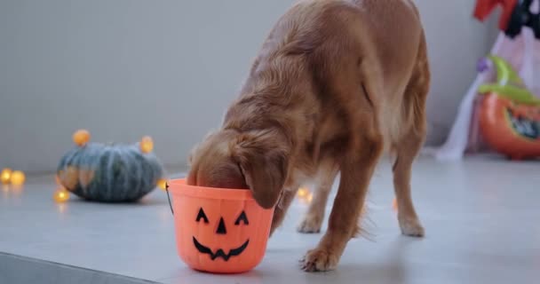 あなたの親友の犬とハロウィーンのお祝い ハロウィンドッグの衣装 犬はカボチャの形をしたバケツから食べます 犬が食べる — ストック動画