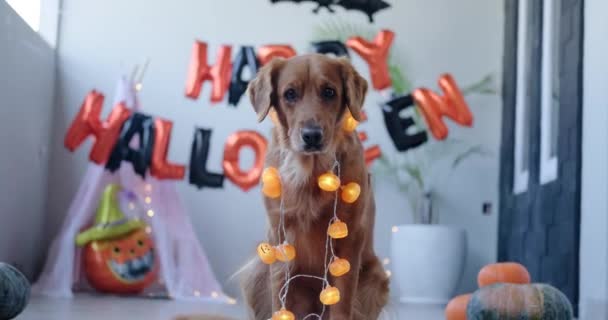 Ein Golden Retriever Hund Sitzt Vor Der Kulisse Von Halloween — Stockvideo