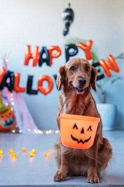 Dişinde Cadılar Bayramı kovası tutan Golden Retriever köpeğinin portresi. Tatlı köpek Cadılar Bayramı 'nda şeker arıyor, sonbahar hasat festivalinde. Cadılar Bayramı 'nı evcil hayvanlarla kutluyoruz.