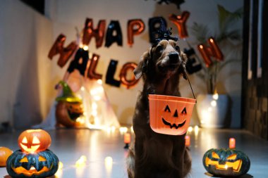 Cadılar Bayramı süslemelerinin karanlık ve mum ışığında cadı şapkası takan Golden Retriever köpeği bir kova dolusu Cadılar Bayramı hediyesini elinde tutuyor. Ürkütücü ve korkutucu Cadılar Bayramı kıyafeti.