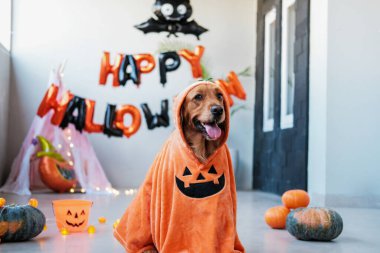 Balkabağı kostümlü Cadılar Bayramı köpeği. Golden Retriever cinsinden bir köpek balkabağı kostümü içinde Mutlu Cadılar Bayramı dekorasyonlarının arka planında oturuyor. Cadılar Bayramı için komik hayvanlar.