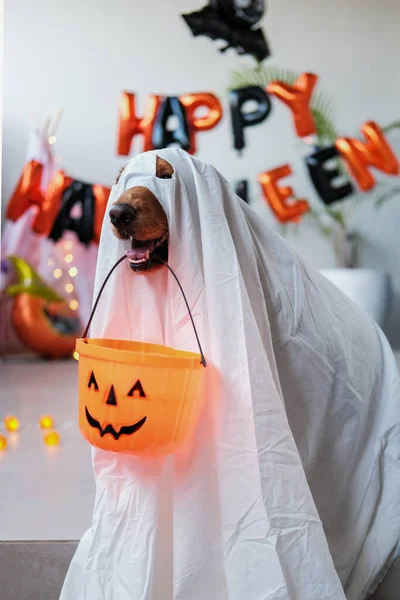 Golden Retriever Dog Dressed White Sheet Ghost Halloween Dog Holding — Stock Photo, Image